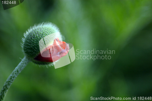 Image of Flowers, Bud Poppy