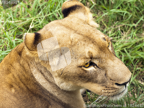 Image of Lioness portrait