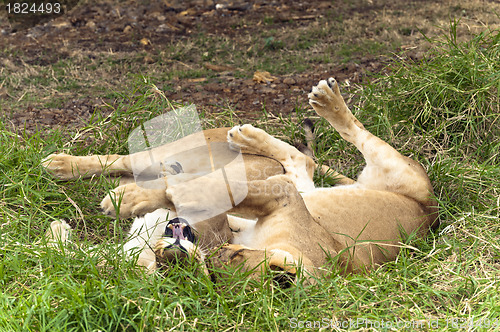 Image of Tendresse