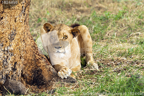 Image of Lioness