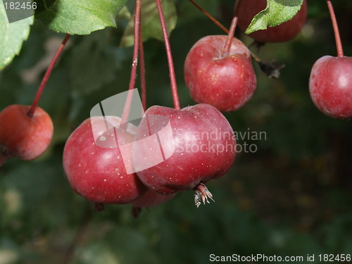 Image of Wild apple