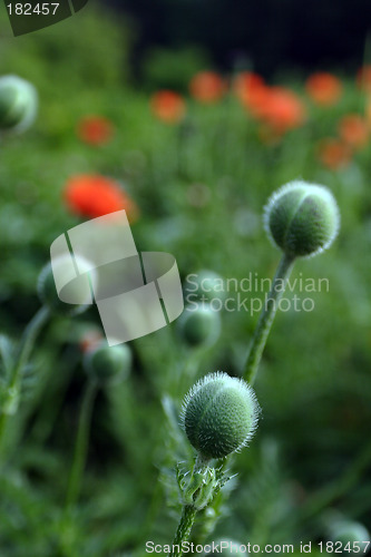 Image of Flowers, Bud Poppy