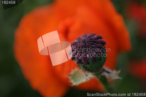 Image of Flowers, Bud Poppy