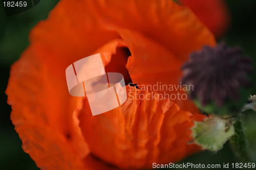 Image of Flowers, Bud  Poppy