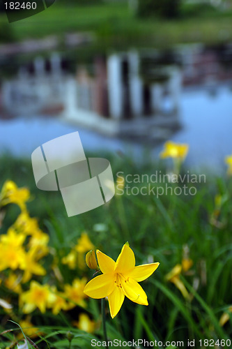 Image of Flowers, Yellow Lily