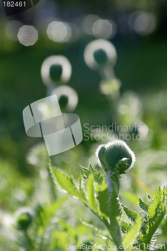 Image of Flowers, Bud  Poppy