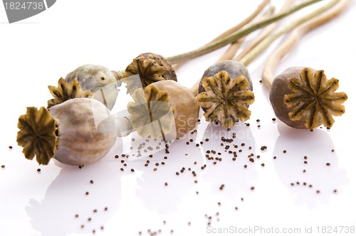Image of Poppy seeds and poppy heads 