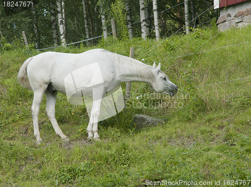 Image of Horse