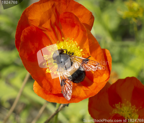 Image of Fly on the flower