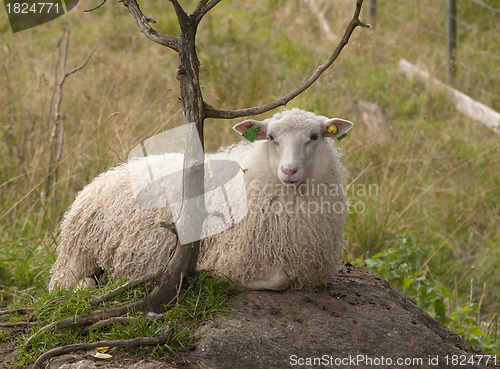 Image of Sheep