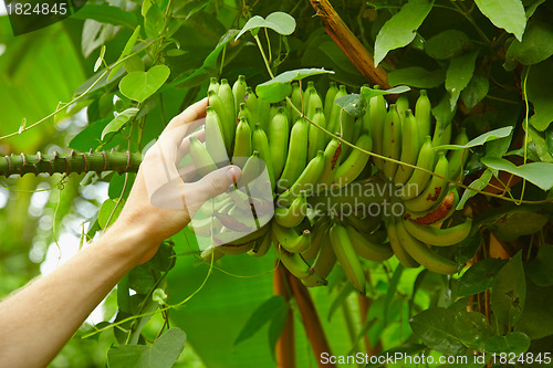 Image of Inedible small wild bananas in the rainforest