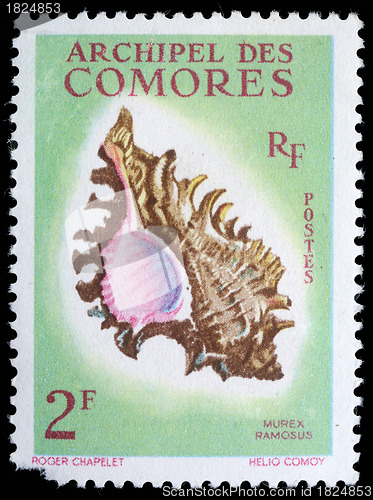 Image of Stamp printed by COMOROS shows a Murex Ramosus