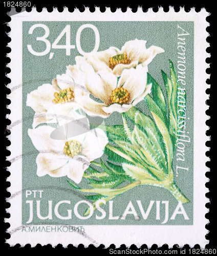 Image of Stamp printed in Yugoslavia shows Anemone narcissiflora L.