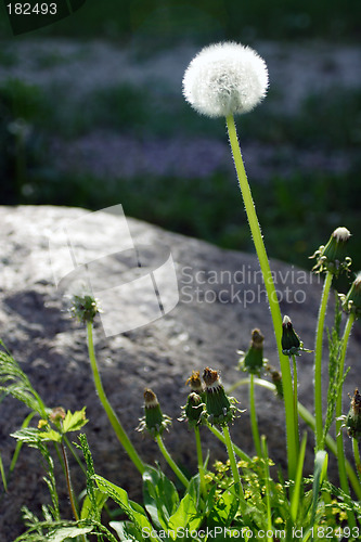 Image of Flowers, Dandelion