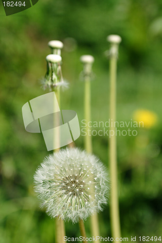 Image of Flowers, Dandelion
