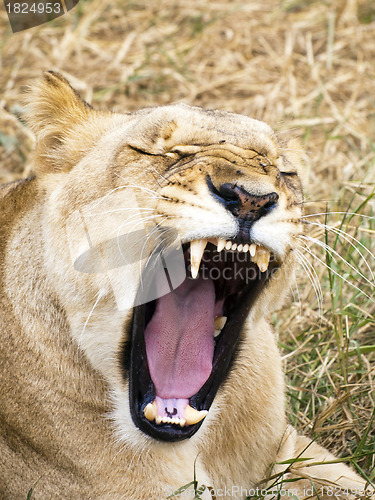 Image of Lioness show her teeth