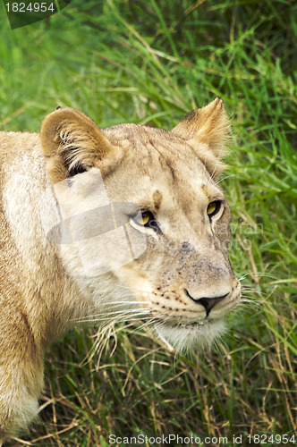 Image of Portrait of african lioness