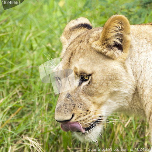 Image of Lioness