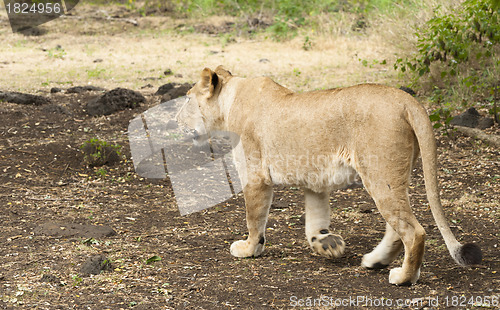 Image of Lioness walking along road