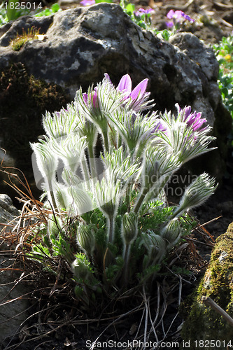 Image of Pulsatilla flowers