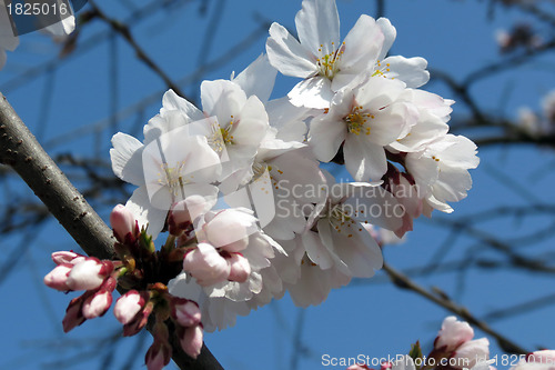 Image of Close up of fruit flowers