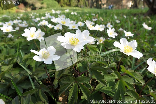 Image of Flowers