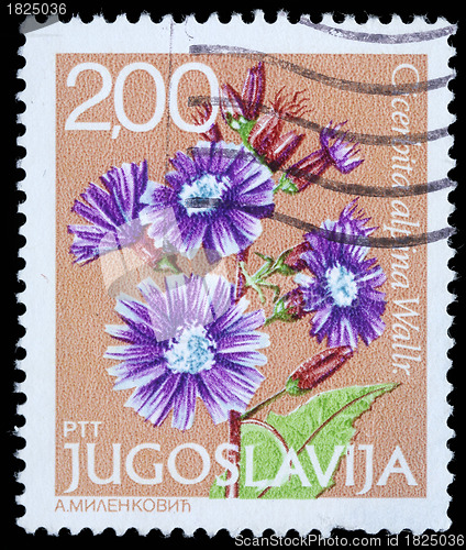 Image of Stamp printed in Yugoslavia shows Cicerbita alpina Wallr