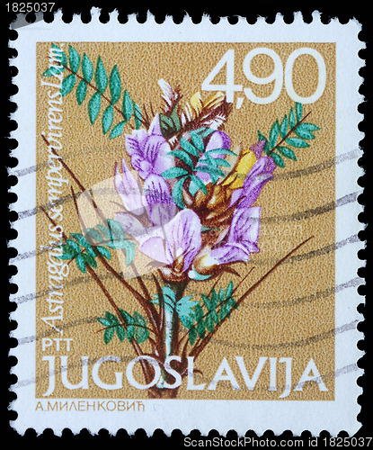 Image of Stamp printed in Yugoslavia shows Astragalus sempervirens Lam