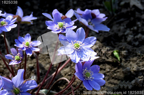 Image of Purple flowers