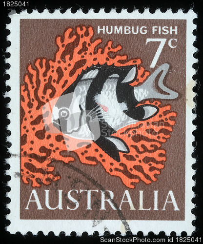Image of Stamp printed in Australia shows image of a humbug fish