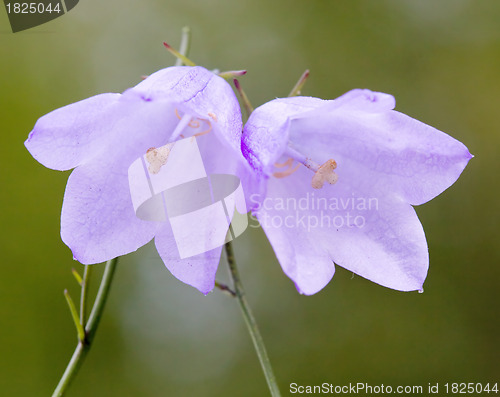 Image of Bellflower (Campanula) flowers