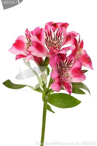 Image of Lilies bud (alstroemeria)