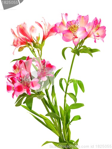 Image of Bouquet of lilies (alstroemeria)