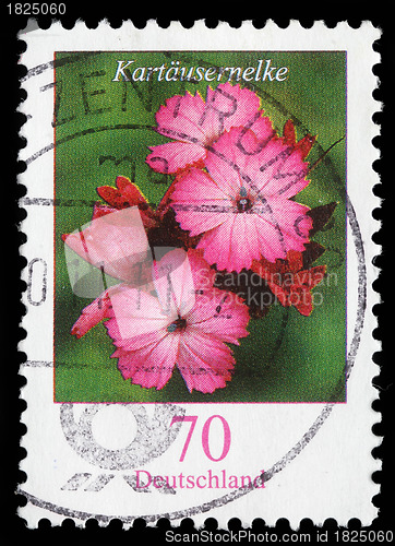Image of Stamp printed in the Federal Republic of Germany shows Dianthus carthusianorum