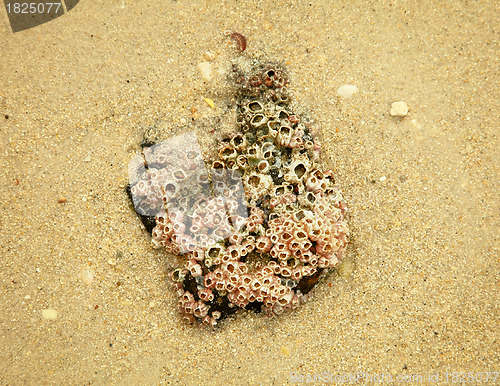 Image of Stone with balanus on sand