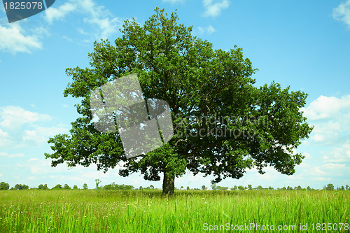 Image of Tree in a field