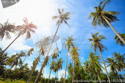 Image of Coconut palms park