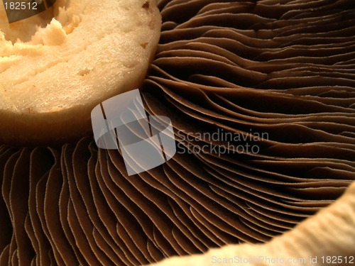 Image of Mushroom Gills