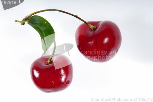 Image of two cherries with shadows on a branch