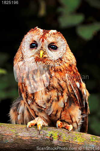 Image of Tawny Owl (Strix aluco)