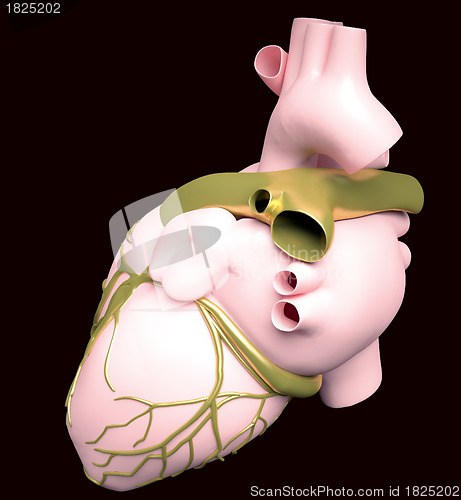 Image of Model of artificial human heart
