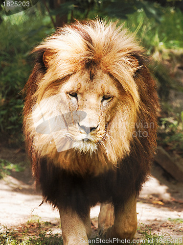 Image of Lion