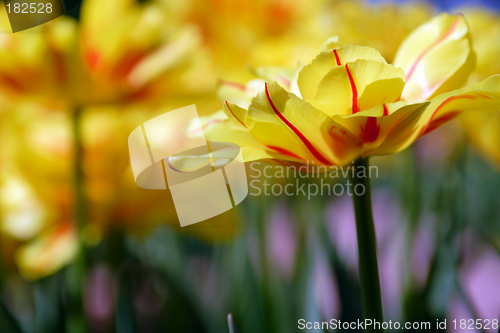 Image of Flowers, Tulip "Victoria"