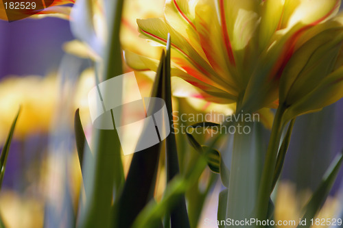 Image of Flowers, Tulip "Victoria"