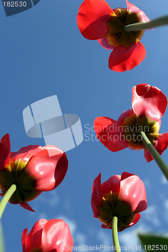 Image of Flowers, Tulip