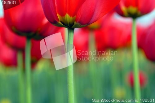 Image of Flowers, Tulip