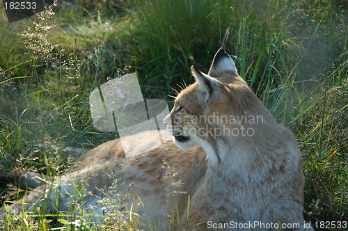 Image of Relaxed lynx