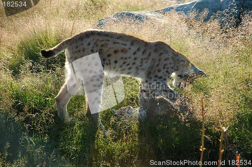 Image of Lynx with cub