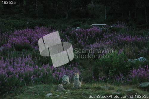 Image of Three wolves late at night