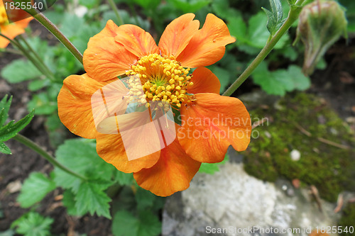 Image of Flowers